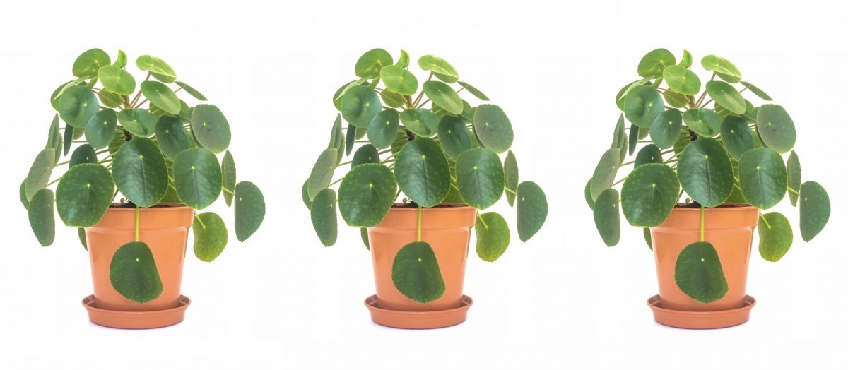 Roots Plant Life – an interview with plantsman and photographer, Richard Jon