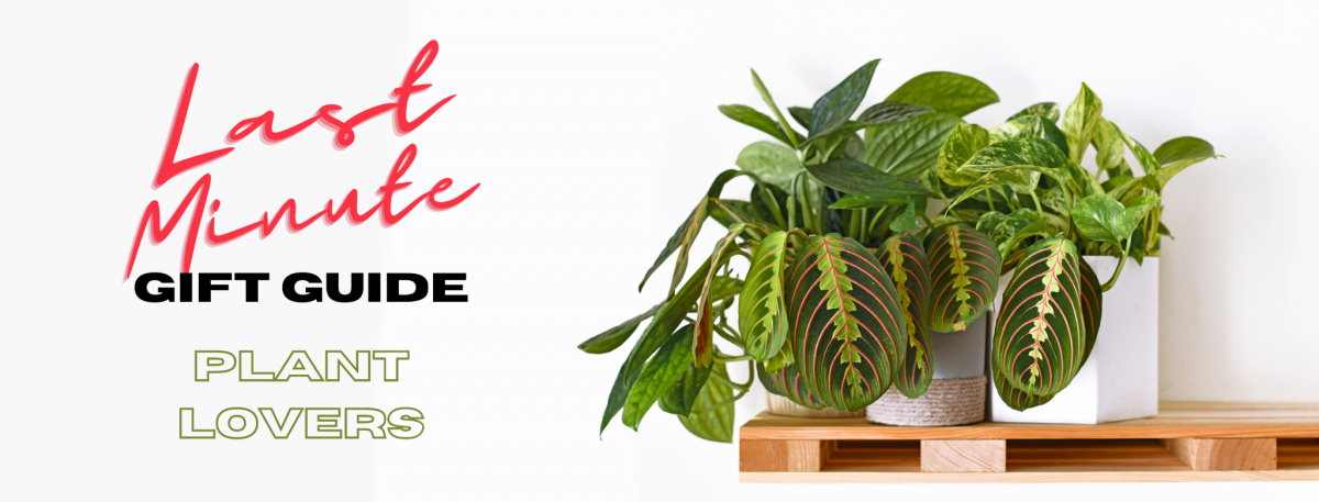 Last Minute Gift Guide: Plant Lover