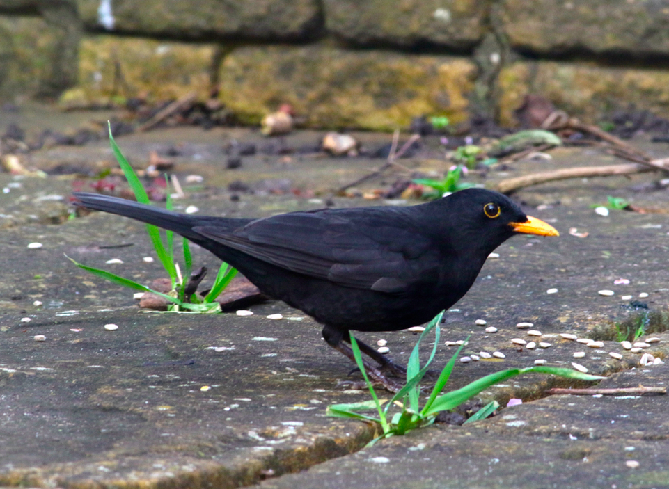 Garden Safari: Doing the Big Garden Birdwatch in Blackpool