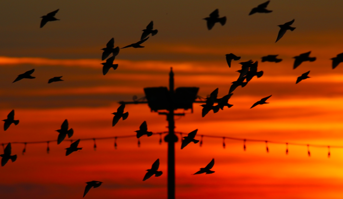 Lockdown Nature: The Greatest Show in Town