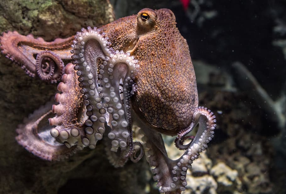 Podcast: novelist Claire Fuller talks octopuses and the Memory of Animals