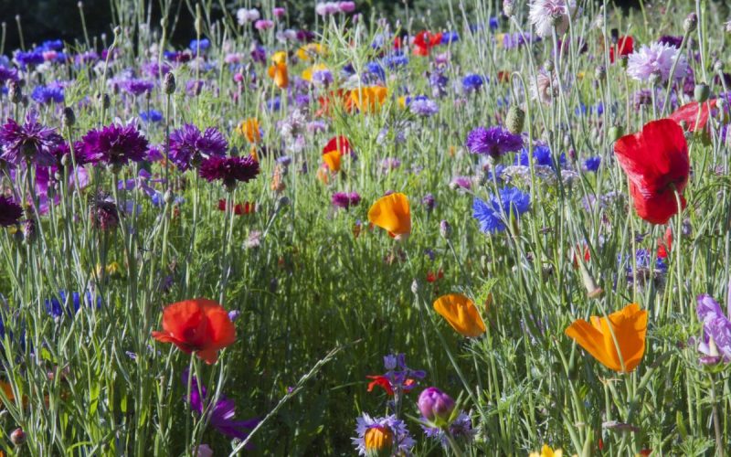 30 Days Wild: 10 nature events on the Fylde Coast this June