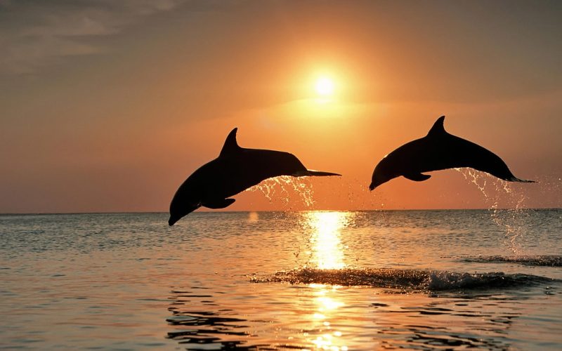 30 Days Wild: 10 Wild Things to Look Out for Around Blackpool This June