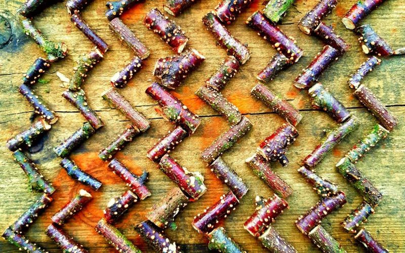 Inspired by Stripes: Green Libraries Week Workshop